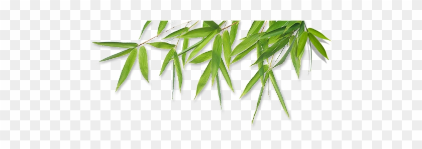 Image Of Bamboo Leaves Image Of Bamboo Leaves Bamboo Transparent Free Transparent Png Clipart Images Download
