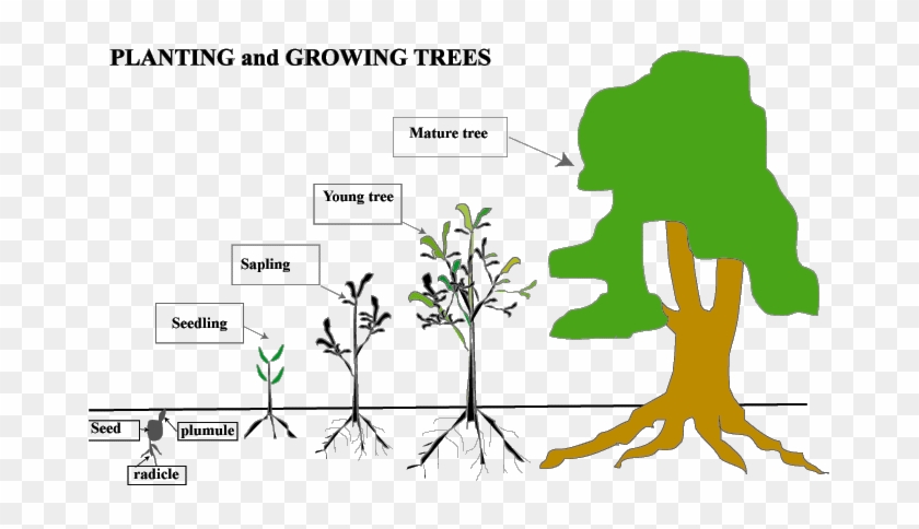 Seed Seedling Sapling Tree Free Transparent Png Clipart Images Download