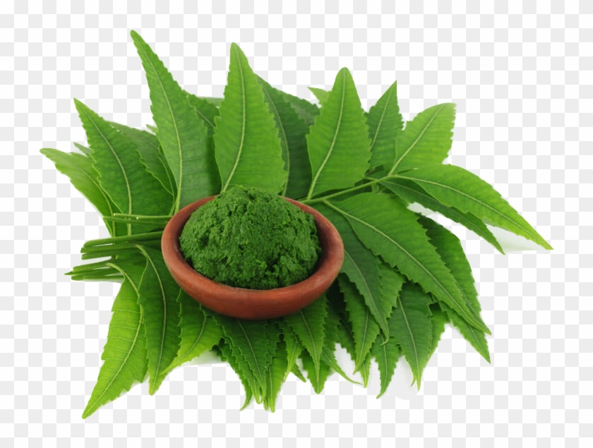 Cach Tri Lang Ben Tu Nguyen Lieu Thien - Neem Leaf Png #1001457