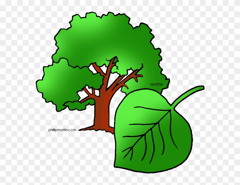 Plant Clipart Phillip Martin - Draw Populus Sect Aigeiros #1002992