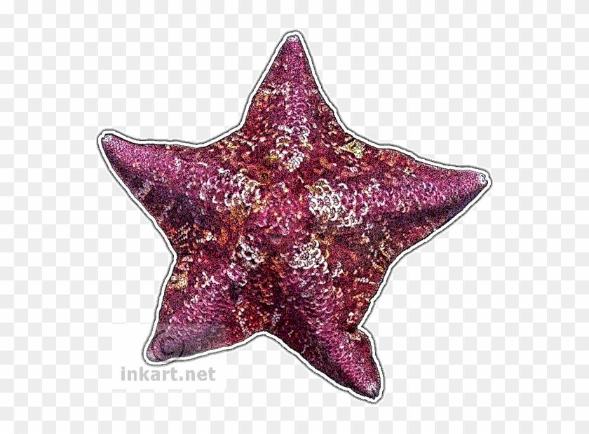 Bat Star Decal - Starfish Of The World #1005414