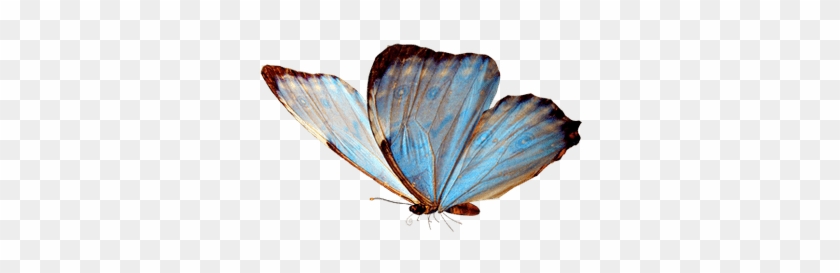 Sắc màu và hình dáng của bướm cổ điển trong suốt đã tạo nên một tác phẩm nghệ thuật đầy lãng mạn và cổ điển. Hãy chiêm ngưỡng hình ảnh để được lạc vào thế giới nơi bướm cổ điển bay lượn.