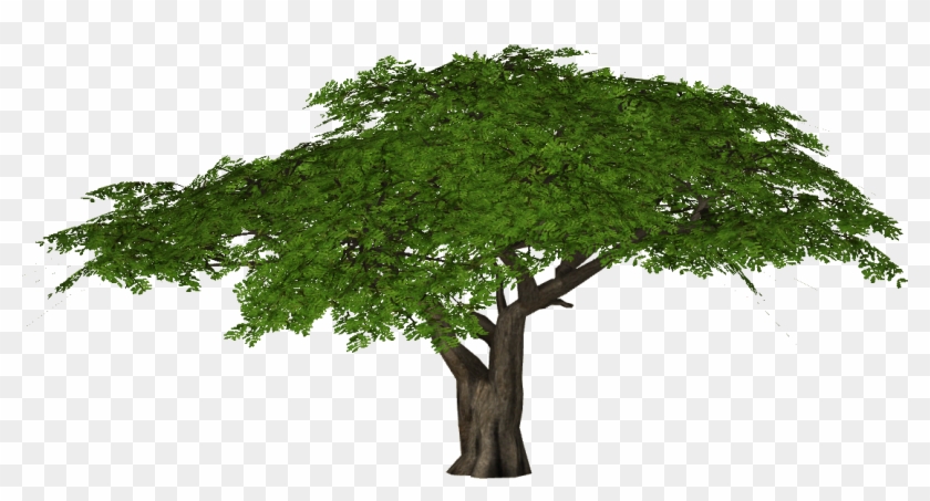 Acaciaumbrella Slice - Tree Png Hd #1010070