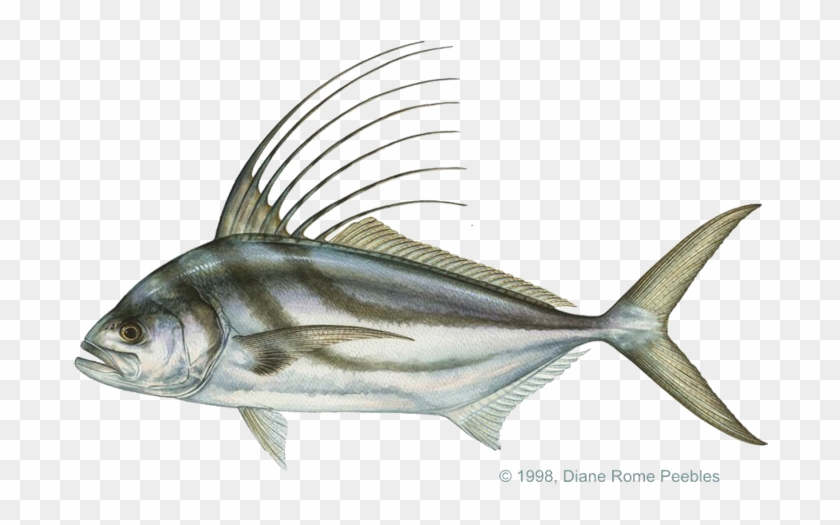 Rooster Fish - Roosterfish #1010235