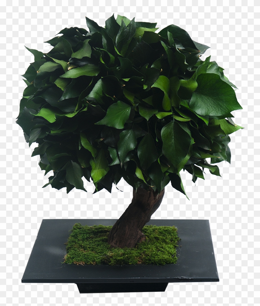 Hedera - Sageretia Theezans #1010376