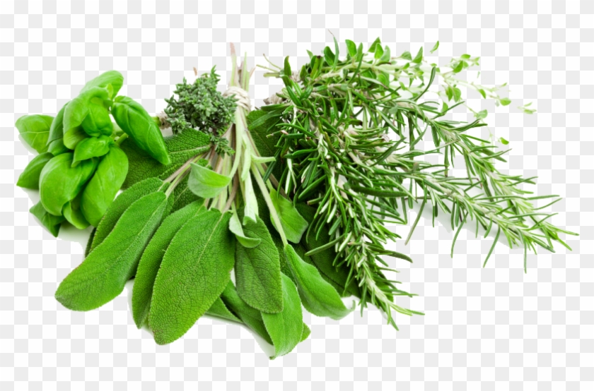 Herbs Clipart Transparent - Herbs Png #1011111