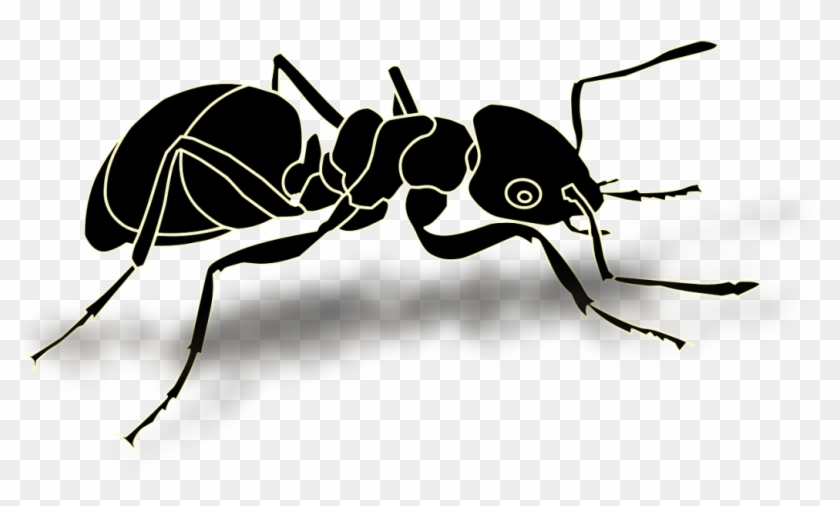 Ant - Transparent Ant #1011433