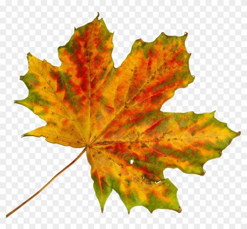 Free Vector Graphic - Fall Leaves To Cut Out #1014877
