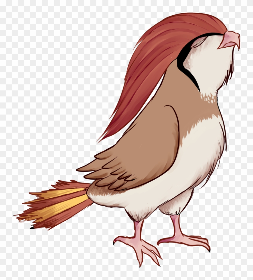 [pg] Evolucion Pidgeotto By Drakul-huntress - Pidgeotto Evolucion #1015559