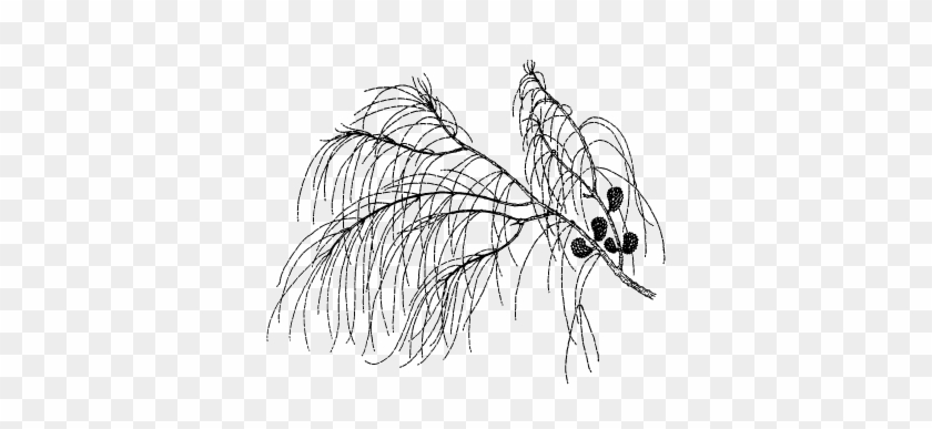 Illustration - Allocasuarina Verticillata Leaves #1015724