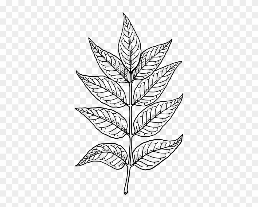 neem leaf clip art