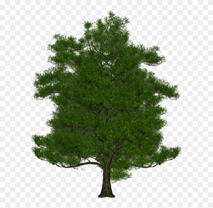 سكرابز ورود احجار اشجار متنوعه للتصميم 3dlat Tree Free Transparent Png Clipart Images Download