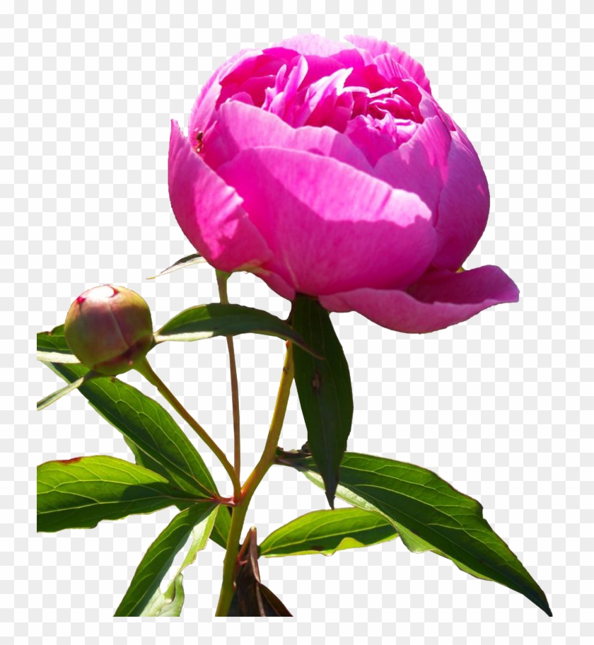 Peony Png Transparent Image - Peonies Art Png #1016801