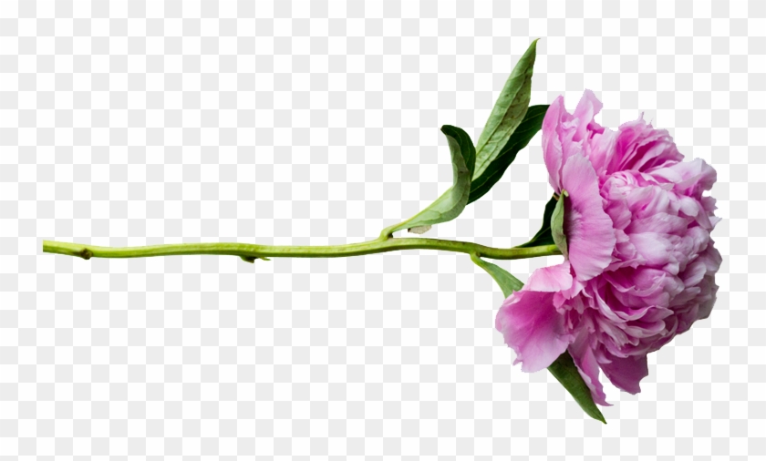 Peonies Png Transparent - Portable Network Graphics #1016852