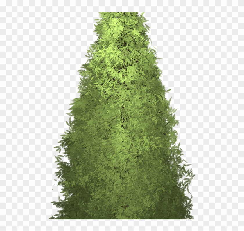 Clipart Redwood Tree Clipground - Redwoods #1017334