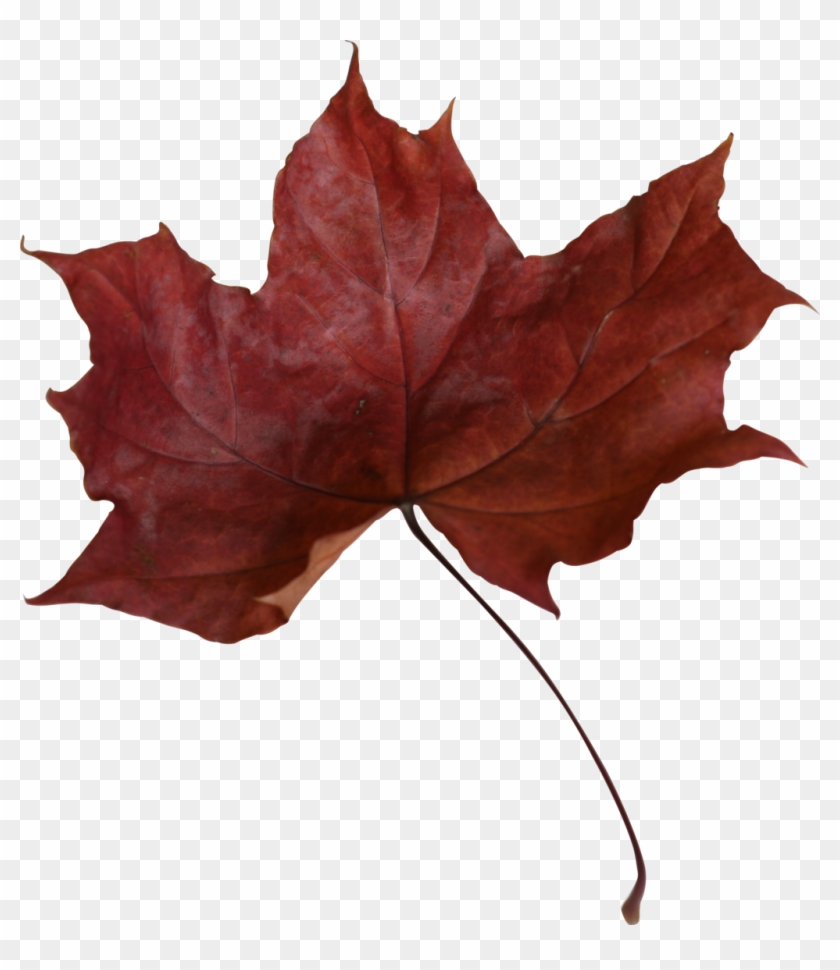 Maple Leaf Png Transparent Picture - Maple Leaf #1018598