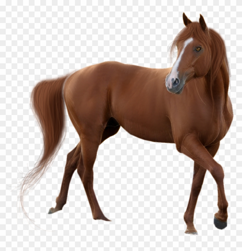 Horse PNGs for Free Download