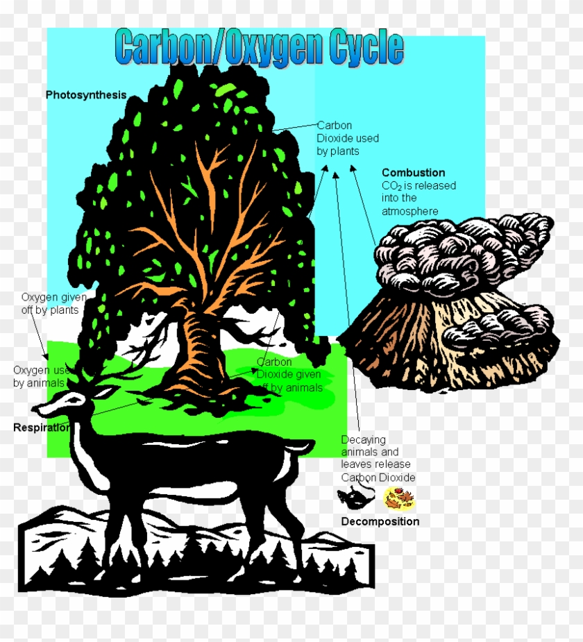 Cc Cycle 2 Week 4 Carbon & Oxygen Cycle - Carbon Cycle #1021905