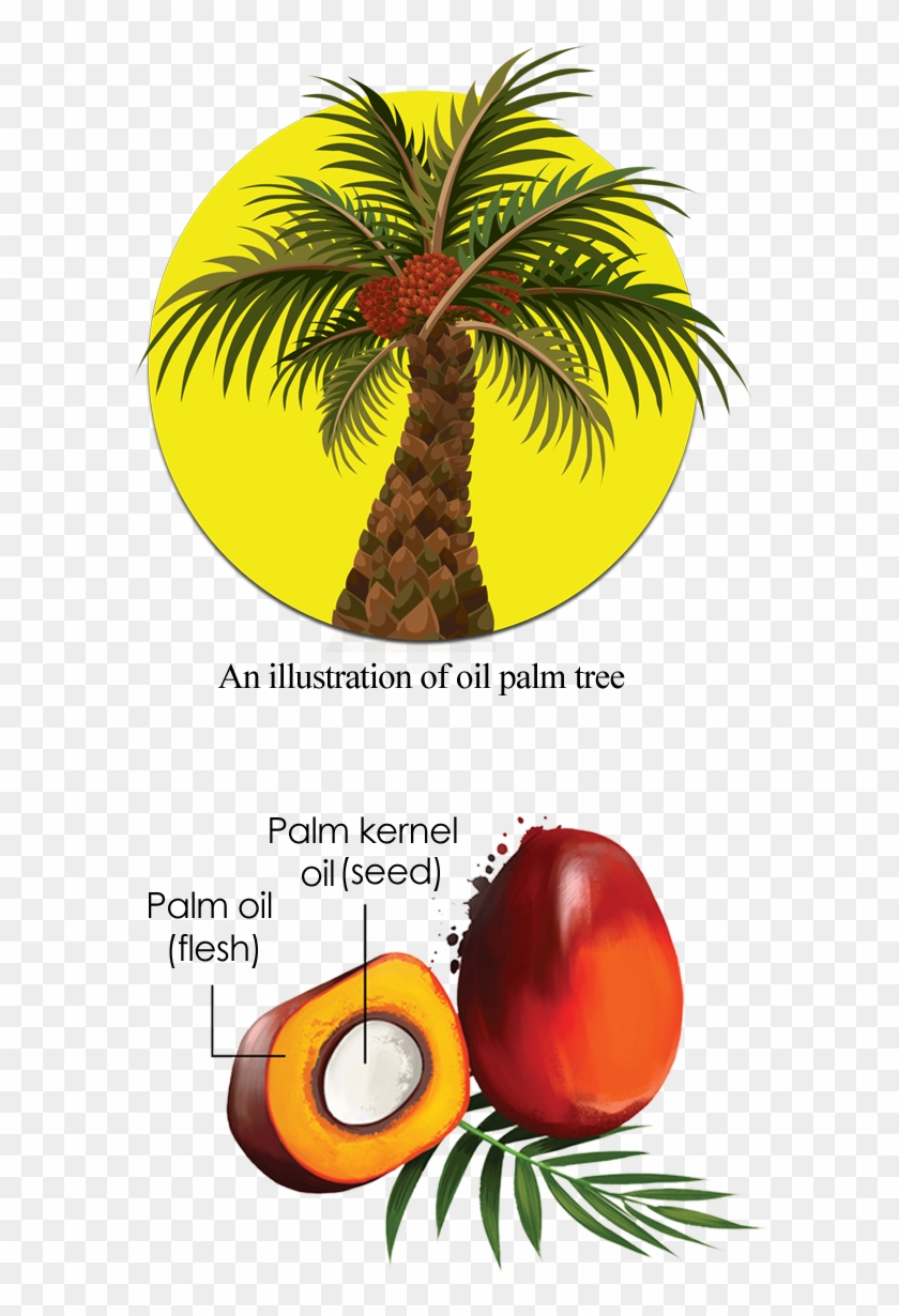 tree cross section clipart fish