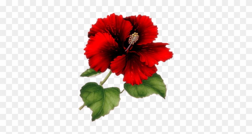 Red Flower Png Index Of /users/tbalze/flower/png - Red Hibiscus Flower Png #1022296