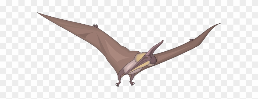 Pteranodon Looking Clipart - Dinossauro Passaro #1026637