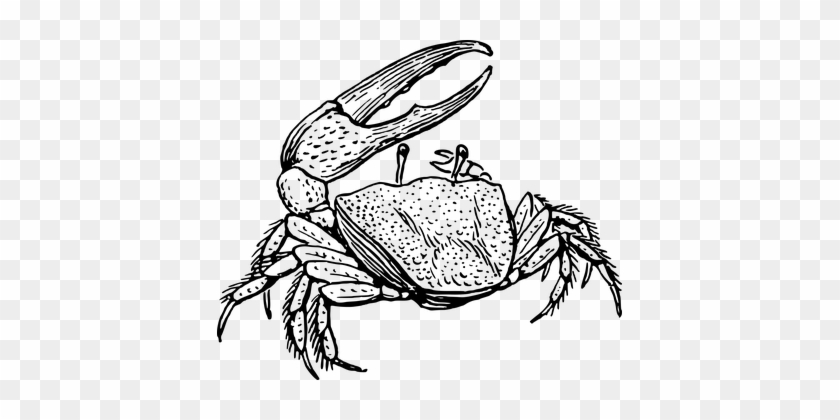 Animal Crab Crustacean Marine Ocean Sea Cr - Fiddler Crab Clipart #180167