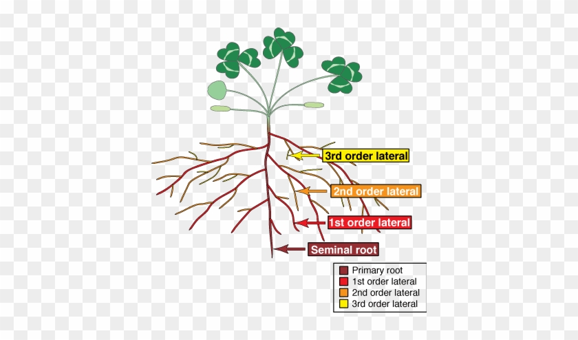 Mycorrhizal Associations Structure Of Roots Rh Mycorrhizas - Primary Vs Lateral Roots #1027887