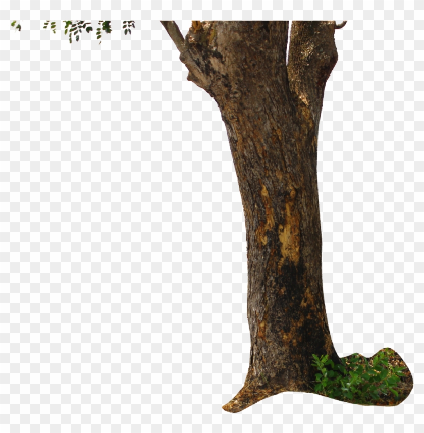 Tree Png For Picsart #1028206