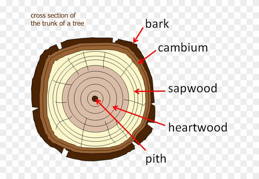 tree cross section clipart fish