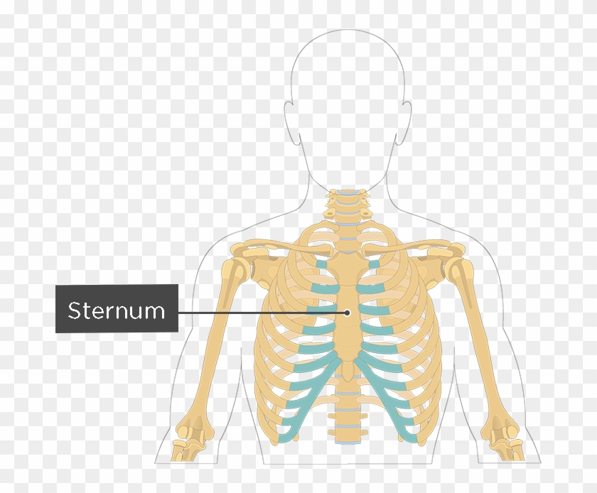 Sternum Transparent #1035355