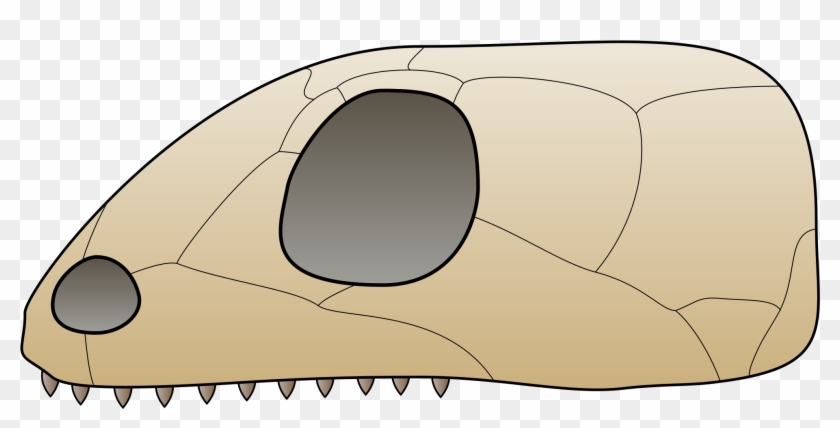 Anapsid Skull #1035382