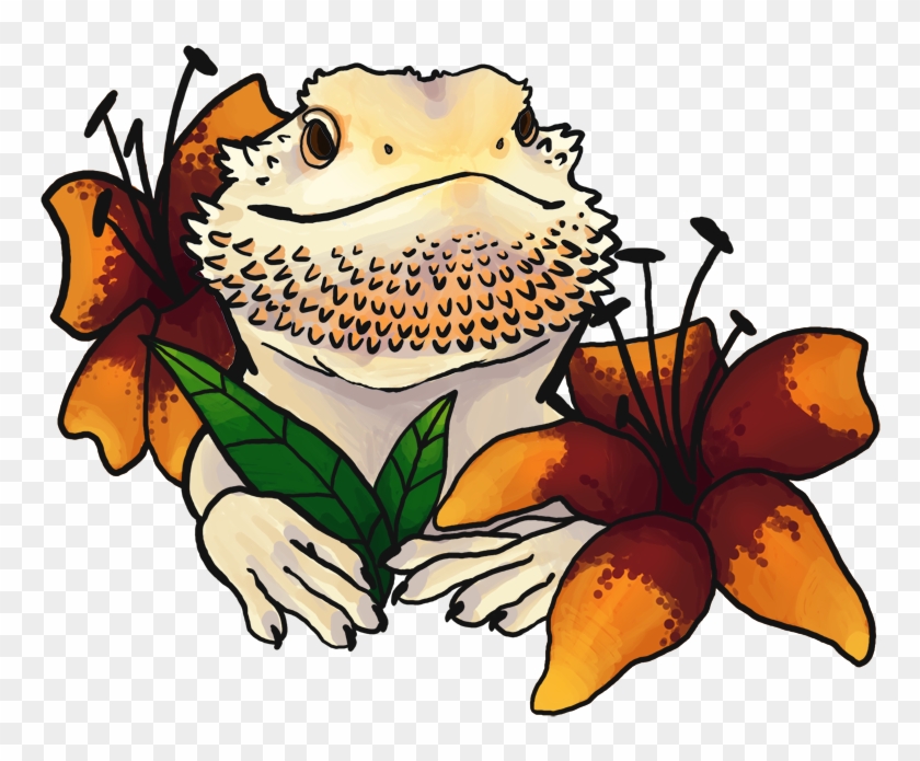 cute bearded dragon pictures