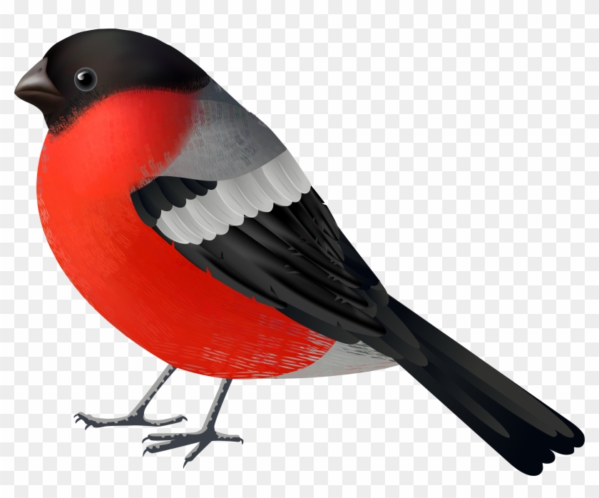 Red Black Bird Png Clip Rt 2560 Of - Red Black Bird Png Clip Rt 2560 Of #1040435