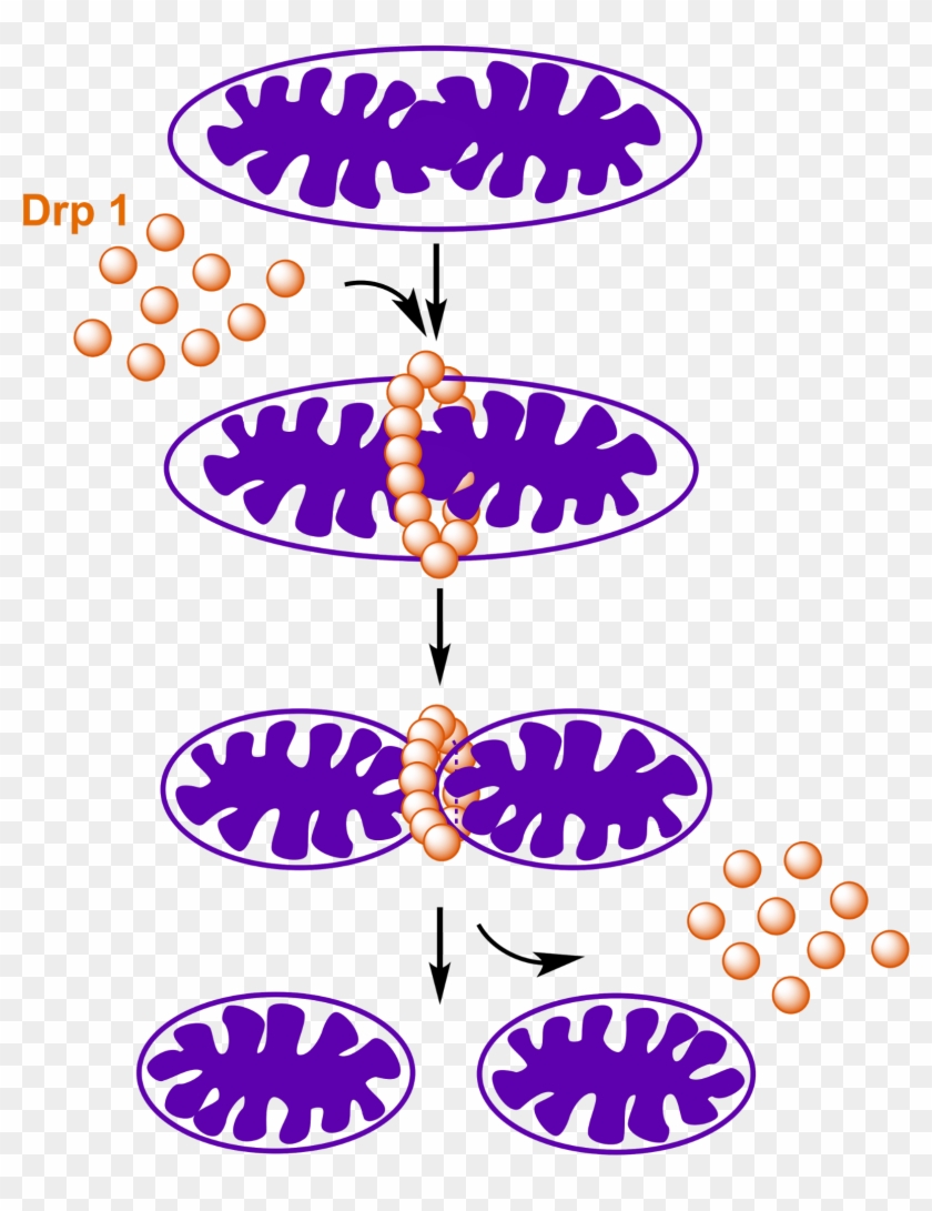 Drp 1 O - Drp 1 O #1041314