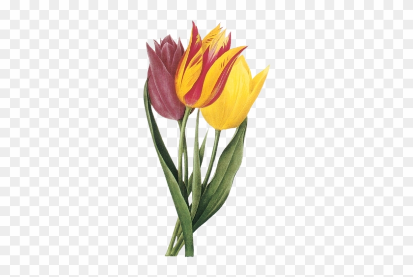 Яндекс - Фотки - Vintage Tulips Clip Art #1042194