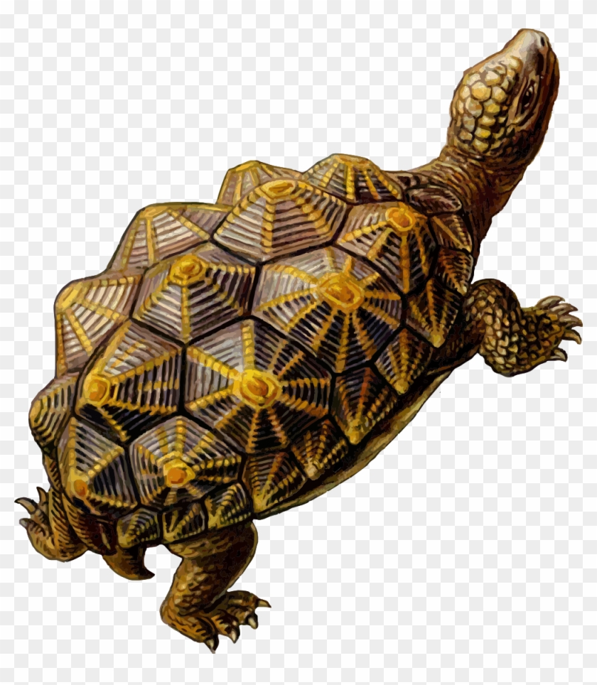 Turtle Download Free Images Image - Pre Historic Turtle #1045078