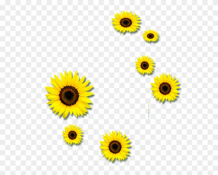 Common Sunflower Euclidean Vector Clip Art - Common Sunflower #1045874