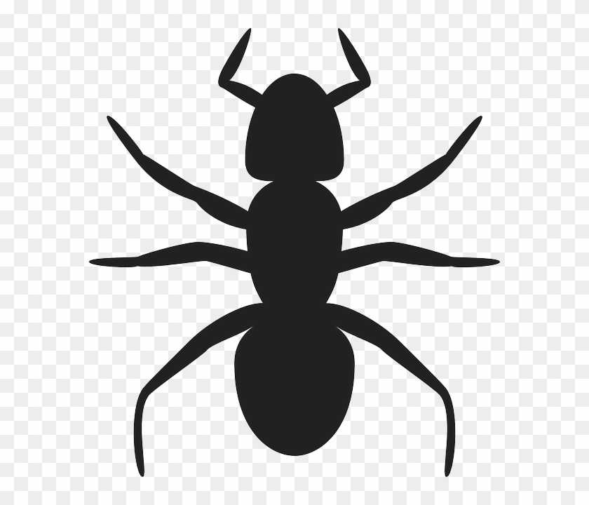 Icon, Outline, Drawing, Glossy, Cartoon, Ant - Ant Outline #1057802