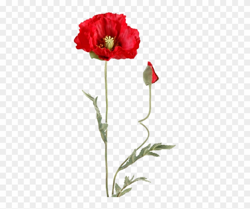 Képtalálat A Következőre - Papaver Tekening Png #1059882