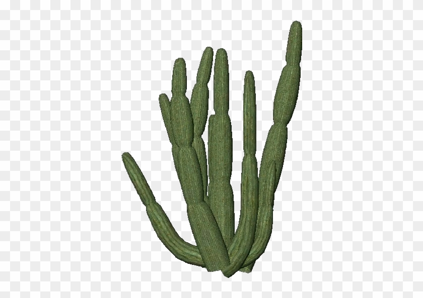 Organ Pipe Cactus - Organ Pipe Cactus Png #1063974