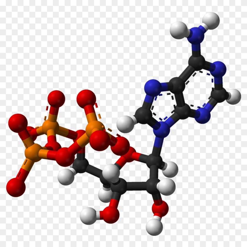 Ball And Stick Model Of Adenosine Triphosphate , Based - Carver Korea Ahc Phyto Complex B5 Serum 30ml (1 Oz), #1065825