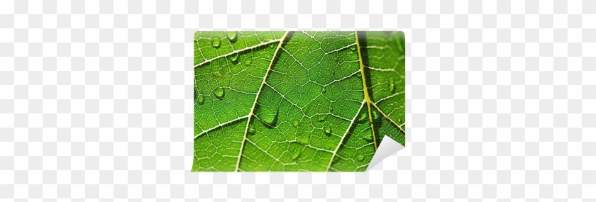 Hoja Al Trasluz Con Gotas De Agua, Fresco, Húmedo - Hoja Trasluz #1068051