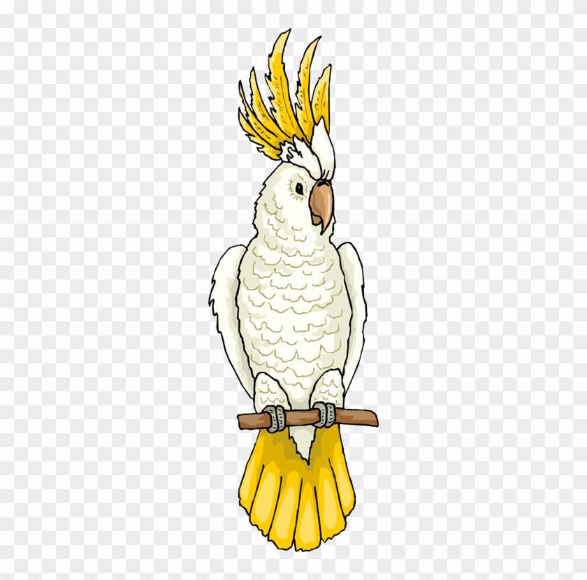 Macaw Clipart Clip Art - Sulphur-crested Cockatoo #1071035