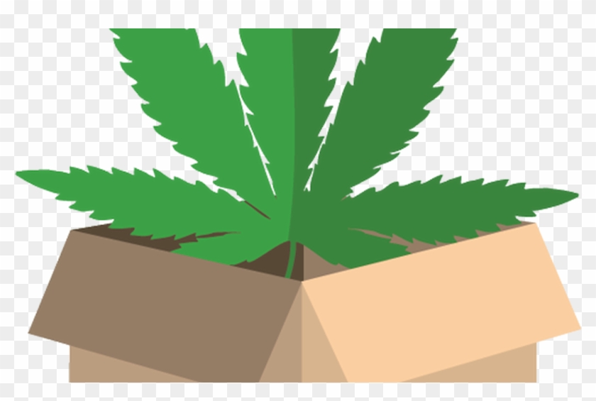 Home Cannabis Buyer - Illustration #1072764