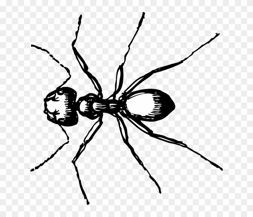 Cartoon, Bugs, Ant, Carpenter, Ants, Animal - Ant Clip Art #1075206