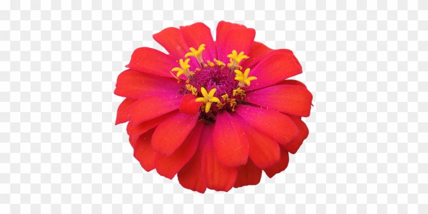 Flower Red Zinnia Nature Flowers Isolated - Zinnia Png #1079738