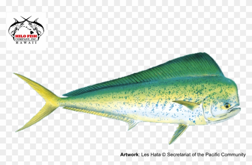 Mahimahi - Mahimahi #1095299