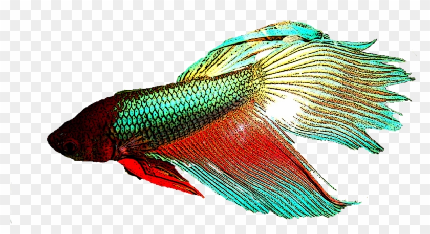 Download Betta Fish Lobe Finned Fish Free Transparent Png Clipart Images Download