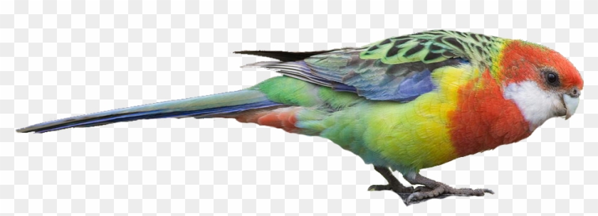 E - Rosella - Rosella Clip Art #1096466