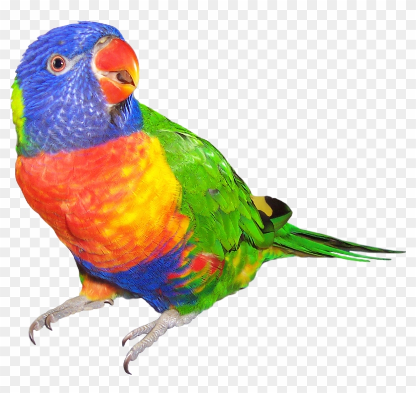 My Year 6 Goals On Emaze - Rainbow Lorikeet White Background #1096471